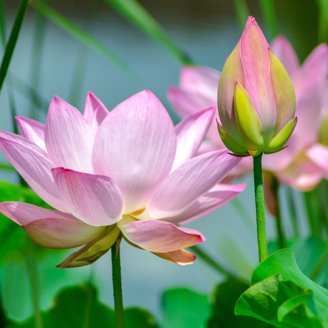 Small Clear Embossed Light pink Lotus Blossom Candle